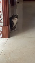 GABY, Katze, Hauskatze in Spanien - Bild 7