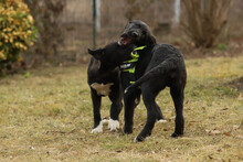 NIKI, Hund, Mischlingshund in Rumänien - Bild 13