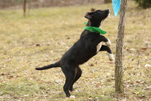 NIKI, Hund, Mischlingshund in Rumänien - Bild 14