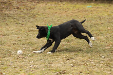 NIKI, Hund, Mischlingshund in Rumänien - Bild 15