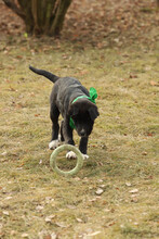 NIKI, Hund, Mischlingshund in Rumänien - Bild 8