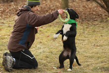 NIKI, Hund, Mischlingshund in Rumänien - Bild 9