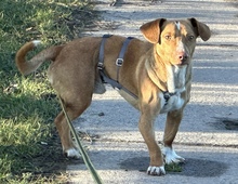 AJAX, Hund, Podenco in Karnin - Bild 1