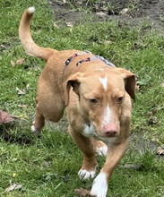 AJAX, Hund, Podenco in Karnin - Bild 2