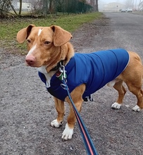 AJAX, Hund, Podenco in Karnin - Bild 3