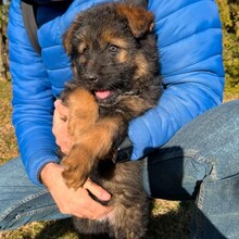 KARA, Hund, Mischlingshund in Rumänien - Bild 15