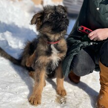 KARA, Hund, Mischlingshund in Rumänien - Bild 16