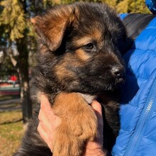 KARA, Hund, Mischlingshund in Rumänien - Bild 2