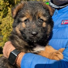 KARA, Hund, Mischlingshund in Rumänien - Bild 3