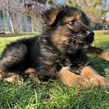 KARA, Hund, Mischlingshund in Rumänien - Bild 5