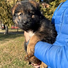 KARA, Hund, Mischlingshund in Rumänien - Bild 6