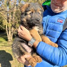 KARA, Hund, Mischlingshund in Rumänien - Bild 7