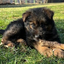 KARA, Hund, Mischlingshund in Rumänien - Bild 8