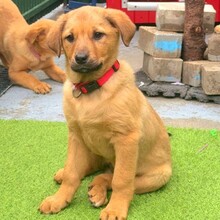 AMIKA, Hund, Mischlingshund in Rumänien - Bild 1