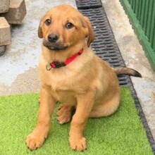 AMIKA, Hund, Mischlingshund in Rumänien - Bild 3