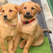 AMIKA, Hund, Mischlingshund in Rumänien - Bild 4