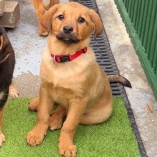 AMIKA, Hund, Mischlingshund in Rumänien - Bild 9