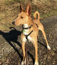 ERNIE, Hund, Podenco in Bad Berleburg - Bild 1