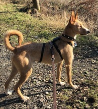 ERNIE, Hund, Podenco in Bad Berleburg - Bild 3