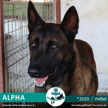 ALPHA, Hund, Malinois in Alsenz - Bild 1