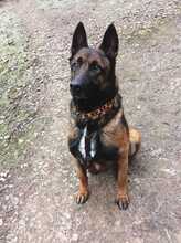 ALPHA, Hund, Malinois in Alsenz - Bild 2