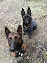 ALPHA, Hund, Malinois in Alsenz - Bild 3