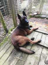 ALPHA, Hund, Malinois in Alsenz - Bild 4