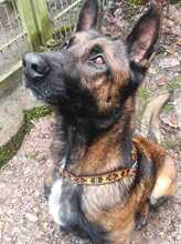 ALPHA, Hund, Malinois in Alsenz - Bild 5