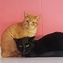 TIZON, Katze, Europäisch Kurzhaar in Spanien - Bild 2