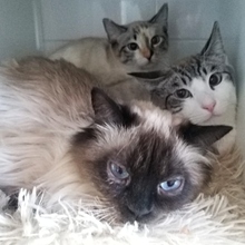 CRETA, Katze, Siam-Mix in Spanien - Bild 3