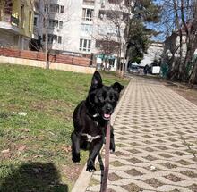 AZRA, Hund, Mischlingshund in Bulgarien - Bild 7