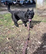 AZRA, Hund, Mischlingshund in Bulgarien - Bild 9