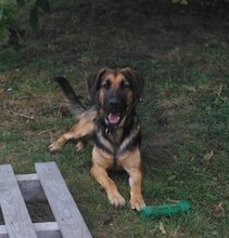 MONI, Hund, Deutscher Schäferhund-Irish Setter-Mix in Brüssow - Bild 2