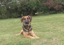 MONI, Hund, Deutscher Schäferhund-Irish Setter-Mix in Brüssow - Bild 3