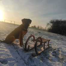 MONI, Hund, Deutscher Schäferhund-Irish Setter-Mix in Brüssow - Bild 4