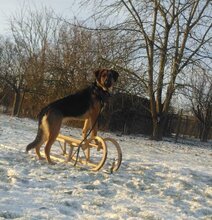 MONI, Hund, Deutscher Schäferhund-Irish Setter-Mix in Brüssow - Bild 6