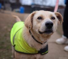 ROBIN, Hund, Mischlingshund in Rumänien - Bild 4