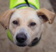 ROBIN, Hund, Mischlingshund in Rumänien - Bild 5