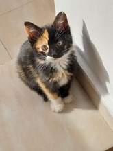 LUNA, Katze, Europäisch Kurzhaar in Rumänien - Bild 2