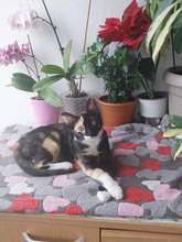 LUNA, Katze, Europäisch Kurzhaar in Rumänien - Bild 7