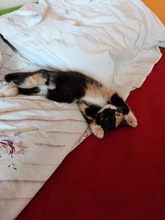 LUNA, Katze, Europäisch Kurzhaar in Rumänien - Bild 8