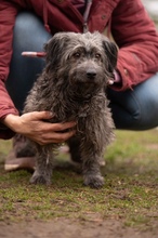 CSERKE, Hund, Mischlingshund in Ungarn - Bild 1