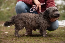 CSERKE, Hund, Mischlingshund in Ungarn - Bild 11