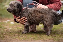 CSERKE, Hund, Mischlingshund in Ungarn - Bild 12