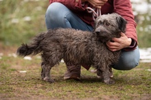 CSERKE, Hund, Mischlingshund in Ungarn - Bild 13