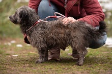 CSERKE, Hund, Mischlingshund in Ungarn - Bild 14