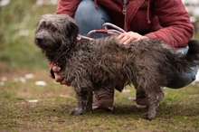 CSERKE, Hund, Mischlingshund in Ungarn - Bild 15