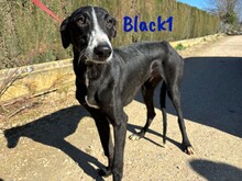 BLACK1, Hund, Galgo Español in Spanien - Bild 1