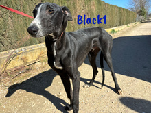 BLACK1, Hund, Galgo Español in Spanien - Bild 2