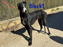 BLACK1, Hund, Galgo Español in Spanien - Bild 3